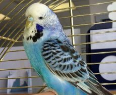 Cameron & Greig Veterinary Surgeons |Photo Gallery | A budgie